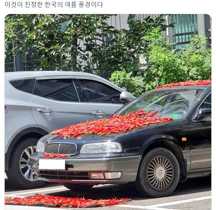이것이 진정한 한국의 여름 풍경이다