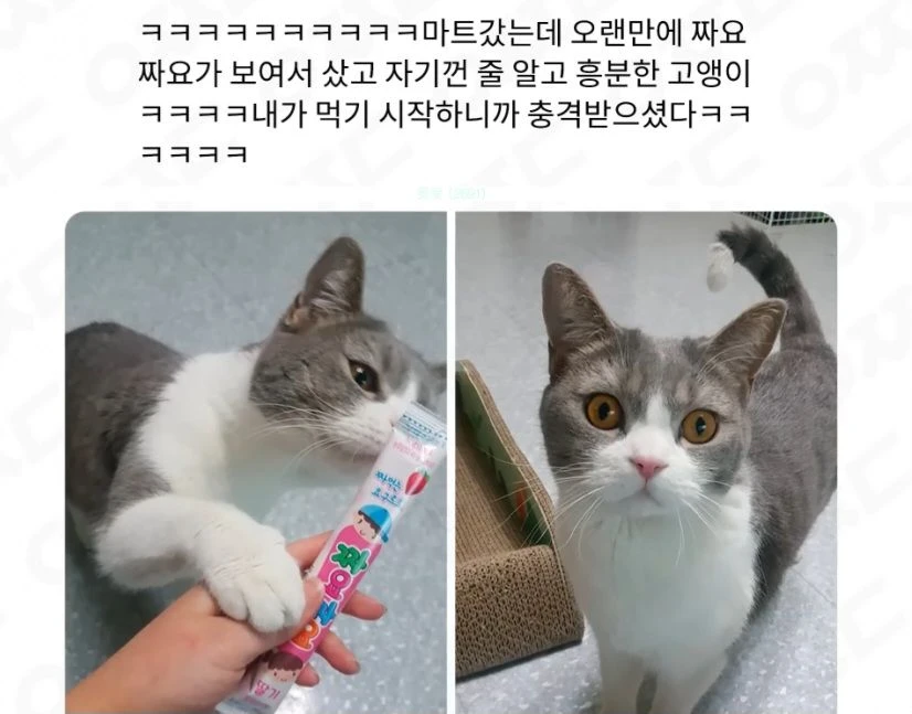 고양이 가 달라고해서