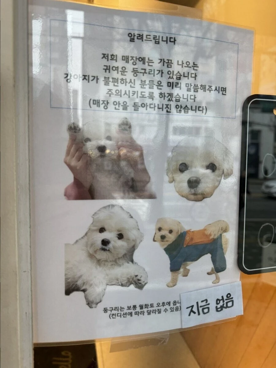 카페 안 강아지 출입 논란