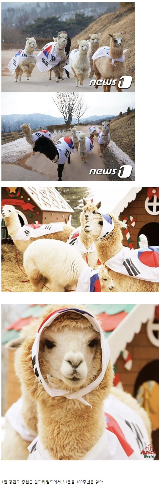 어제 태극기 옷 입고 달렸던 알파카들