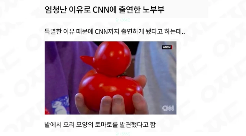 cnn나올 수 있는 법