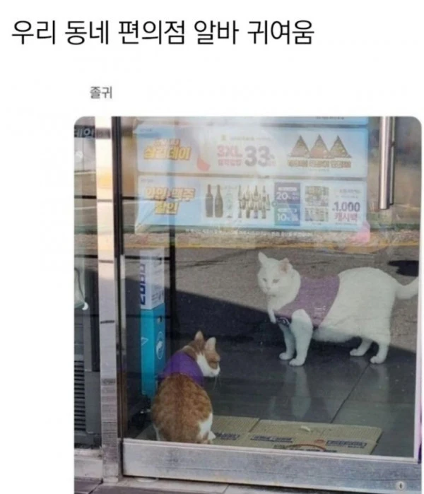 편의점 아르바이트하는 냥냥이들