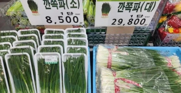 쪽파 가격..