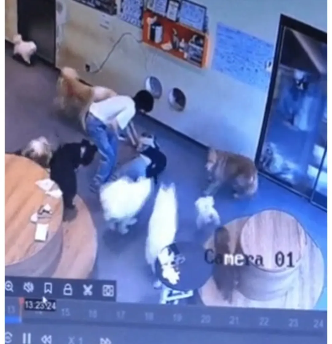 사육사가 넘어지는 걸 본 댕댕이들 반응